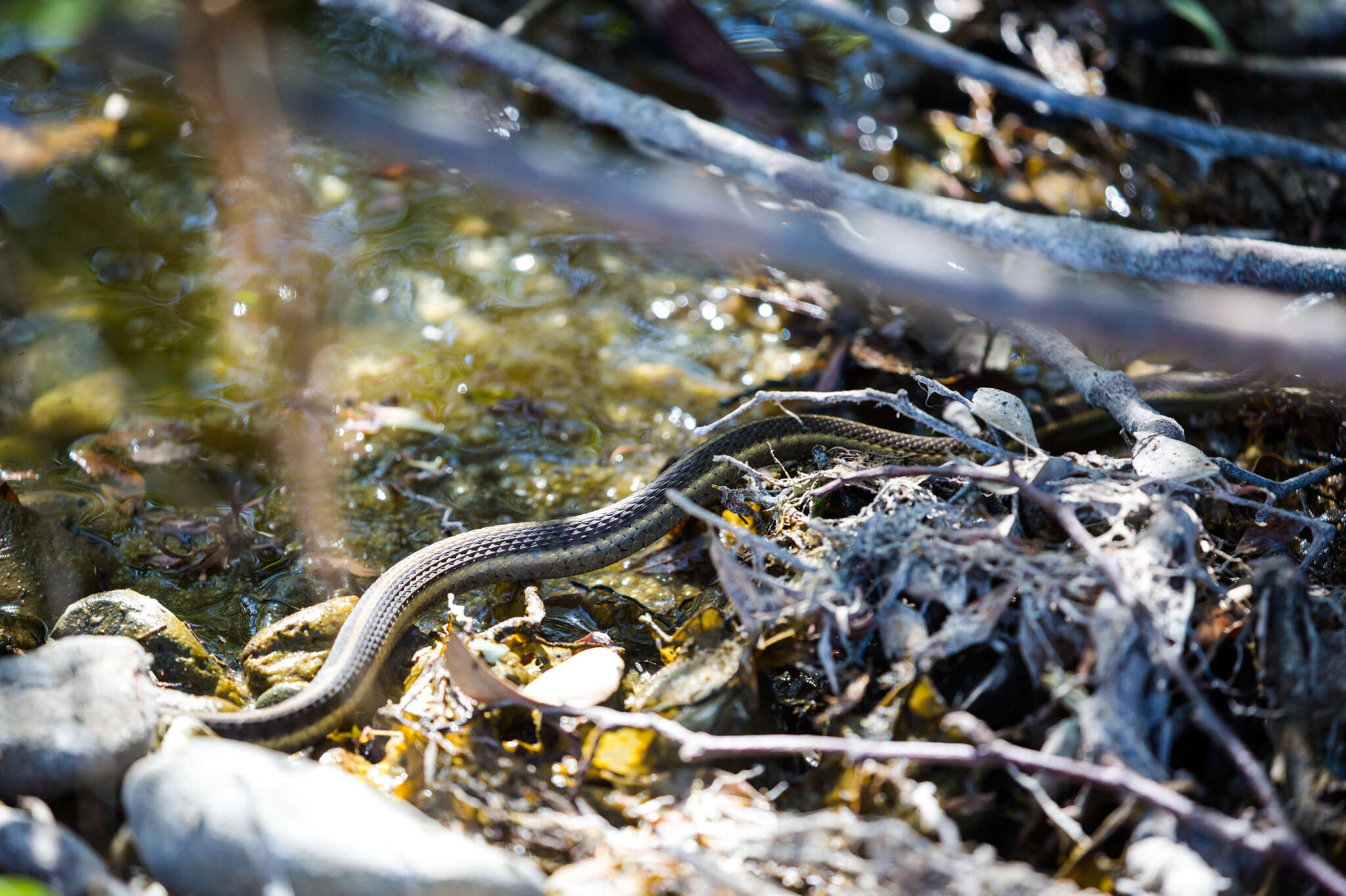 Image of Thamnophis atratus hydrophilus Fitch 1936