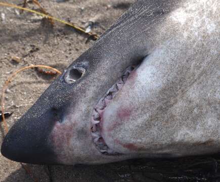 Image of Salmon Shark