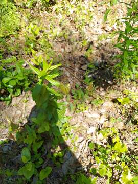 Image de Dioscorea floridana Bartlett