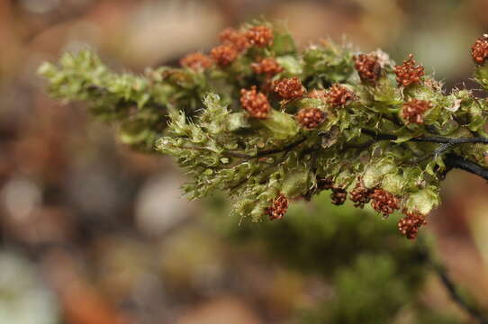 Image of Hymenophyllum tortuosum Hook. & Grev.