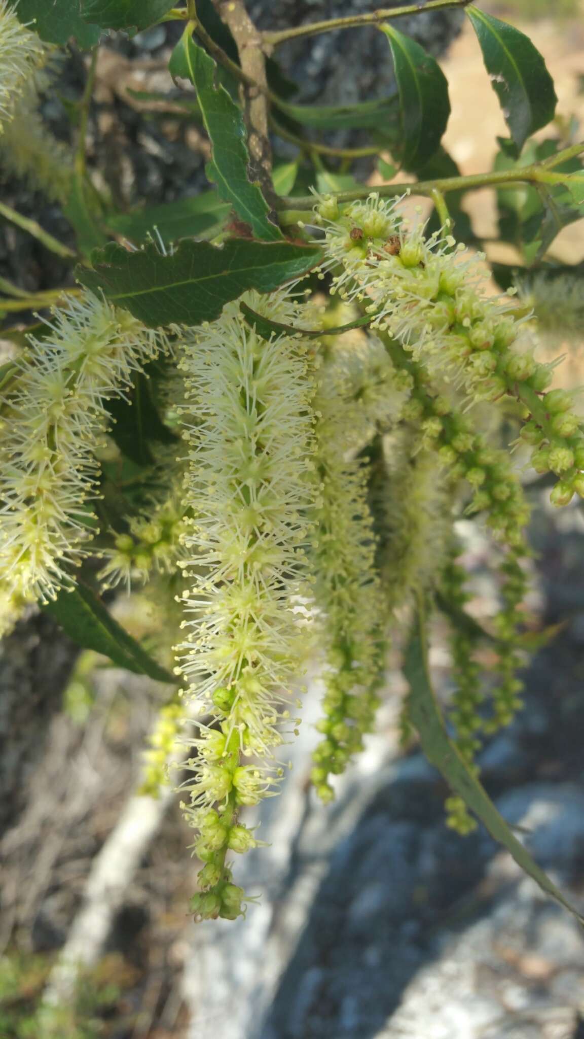 Image of Weinmannia bojeriana Tul.