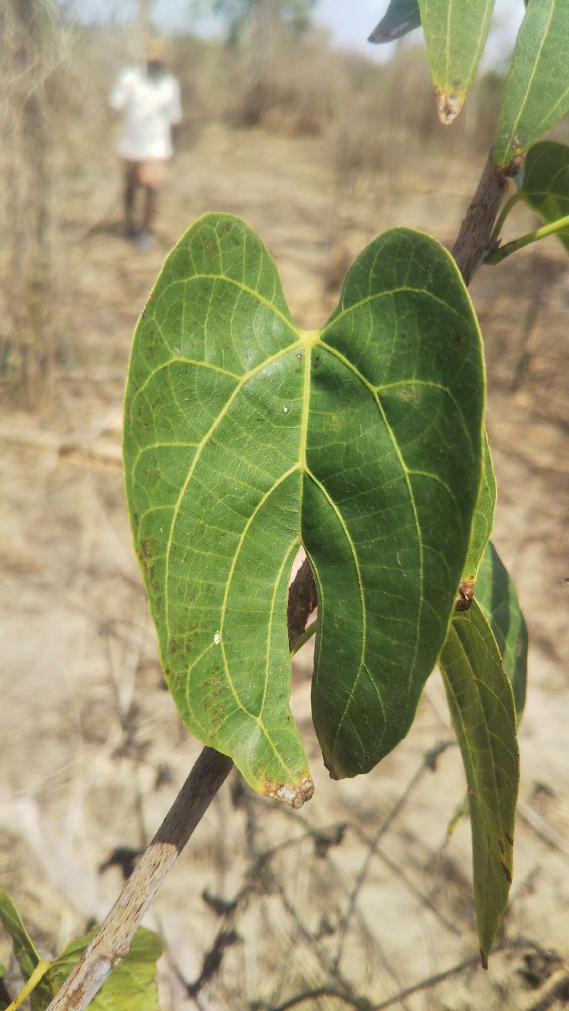 Image of Byttneria ambongensis Arenes