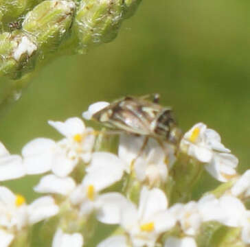 صورة Lygus lineolaris (Palisot de Beauvois 1818)