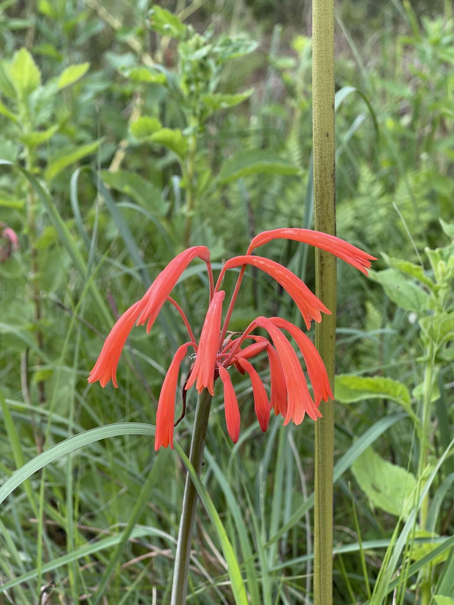 Image of Cyrtanthus tuckii Baker