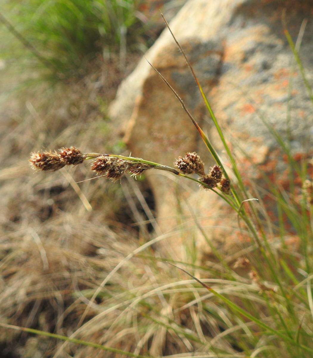 Image of Coleochloa