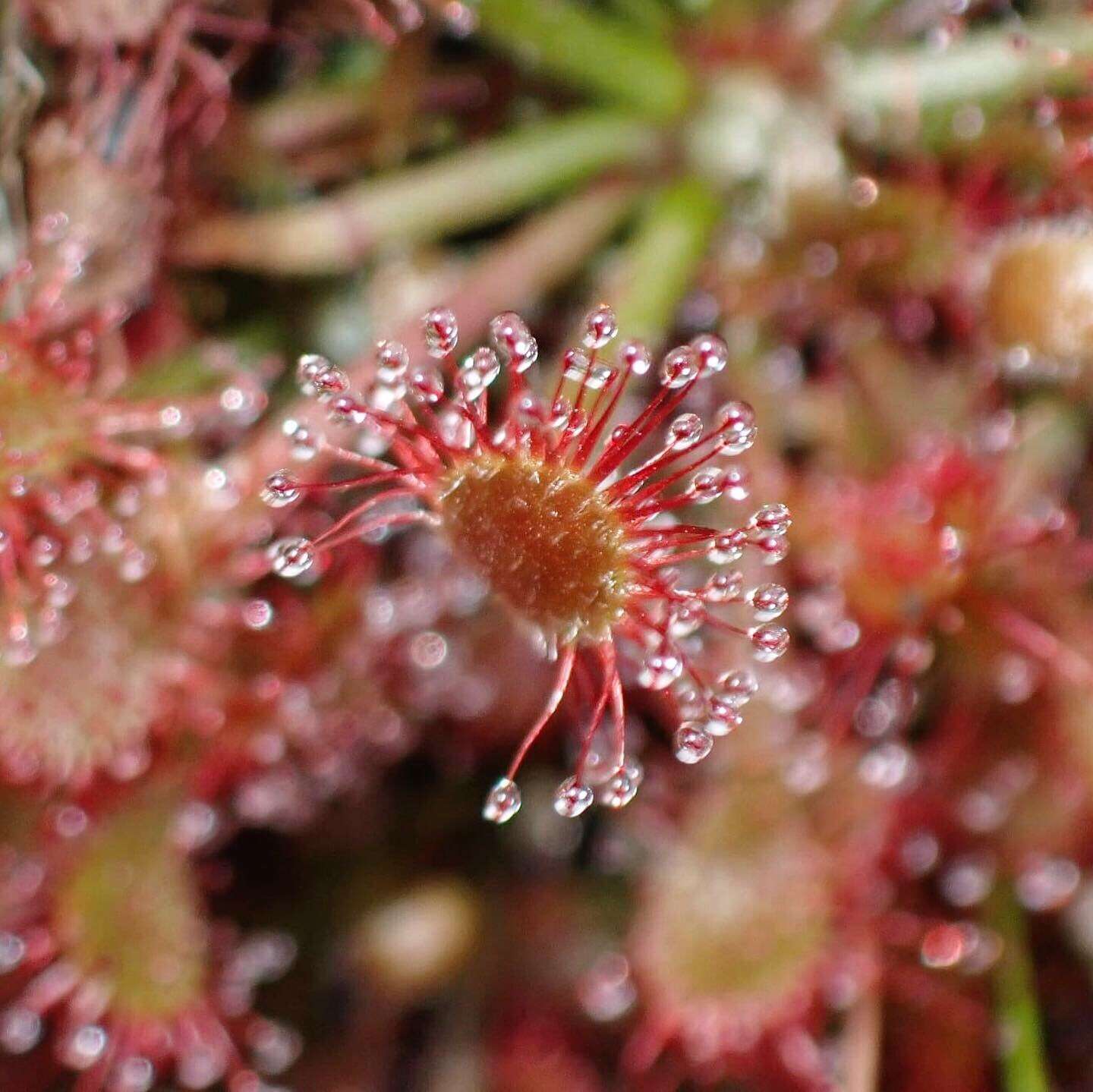 Image of Drosera oblanceolata Y. Z. Ruan