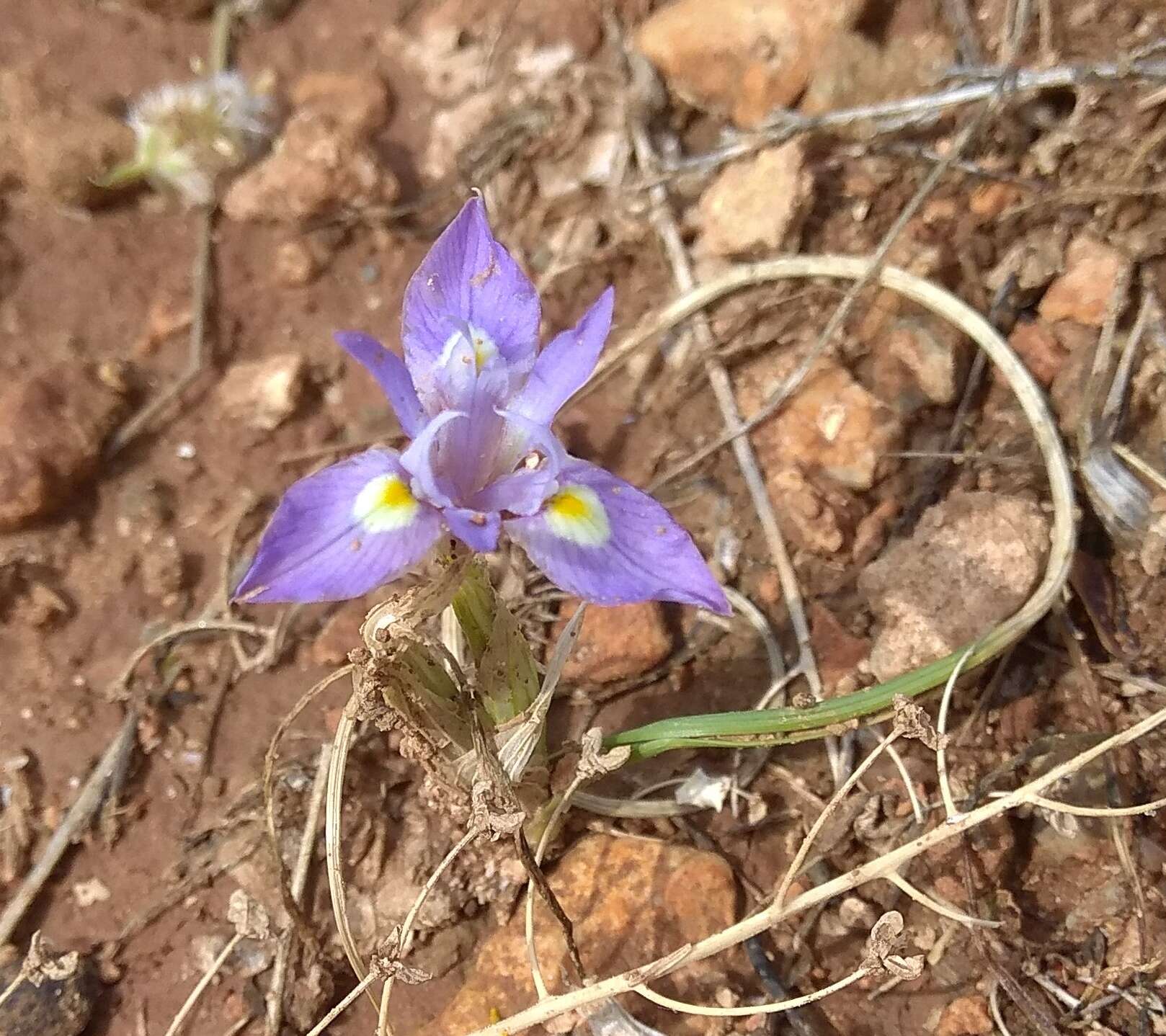 Image of Moraea mediterranea Goldblatt