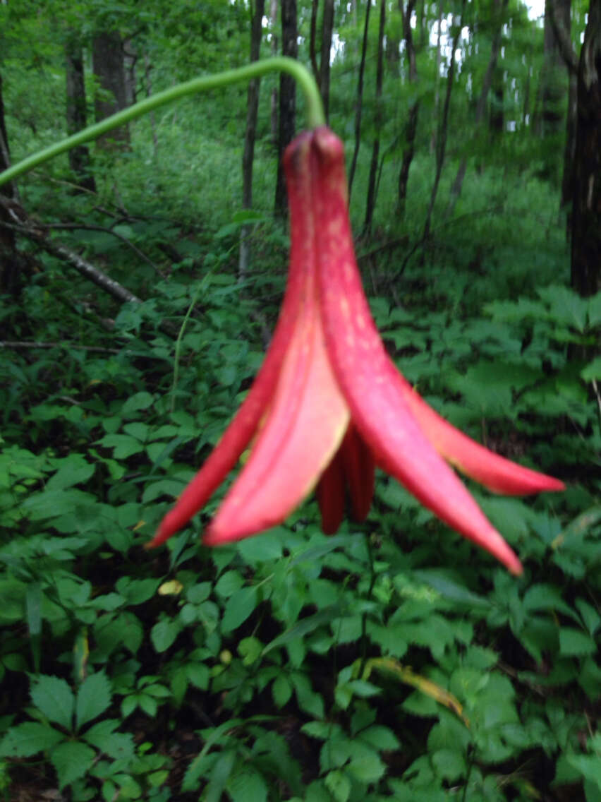 Lilium canadense L. resmi