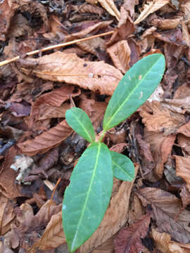 Image of Cherry-laurel