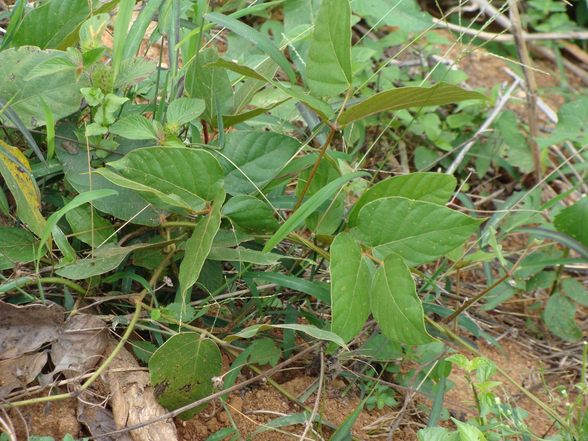 Image of Mucuna argyrophylla Standl.