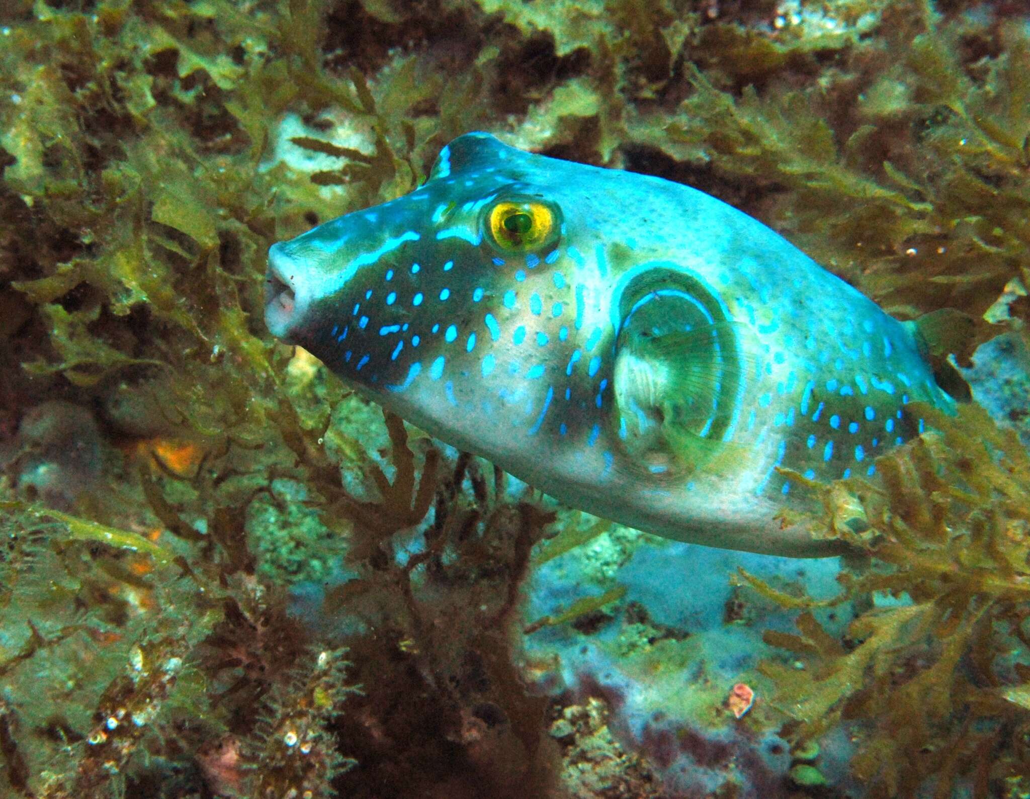 Image of Omegophora