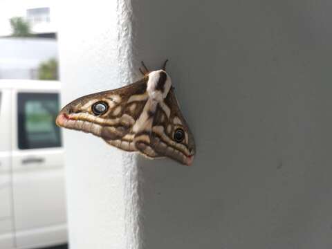 Image of Apollo Marbled Emperor