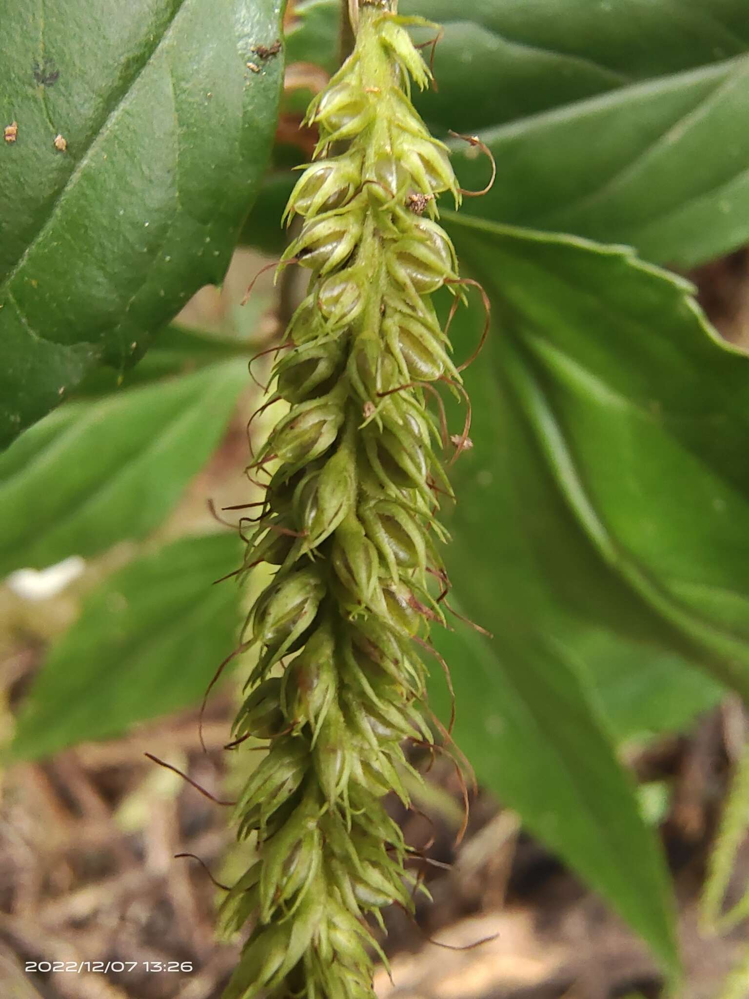 Image de Veronicastrum stenostachyum (Hemsl.) Yamazaki