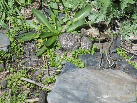 Image of Caucasian lizard