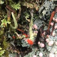 صورة Cladonia bellidiflora (Ach.) Schaer.