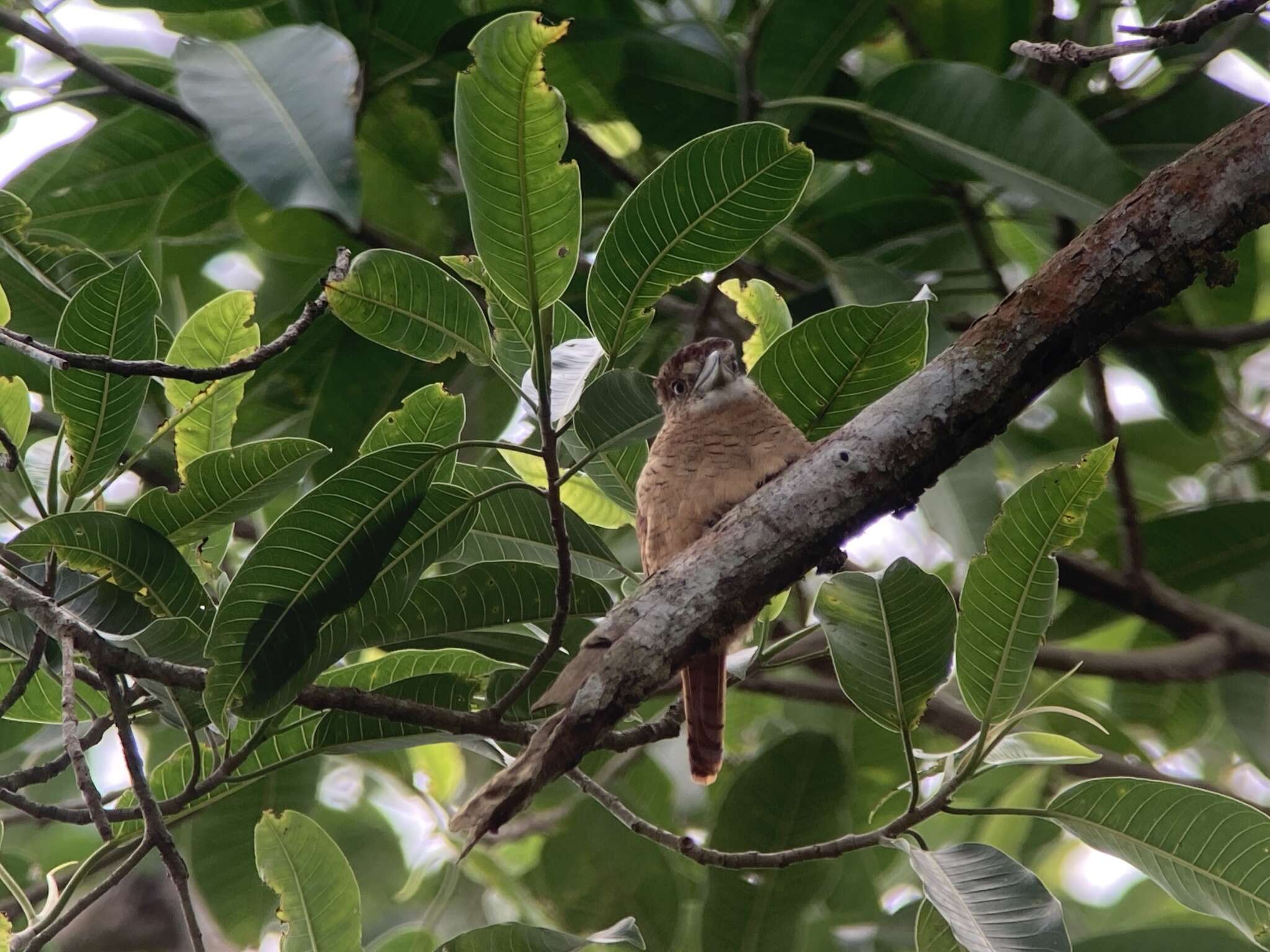 Image of Barred Puffbird