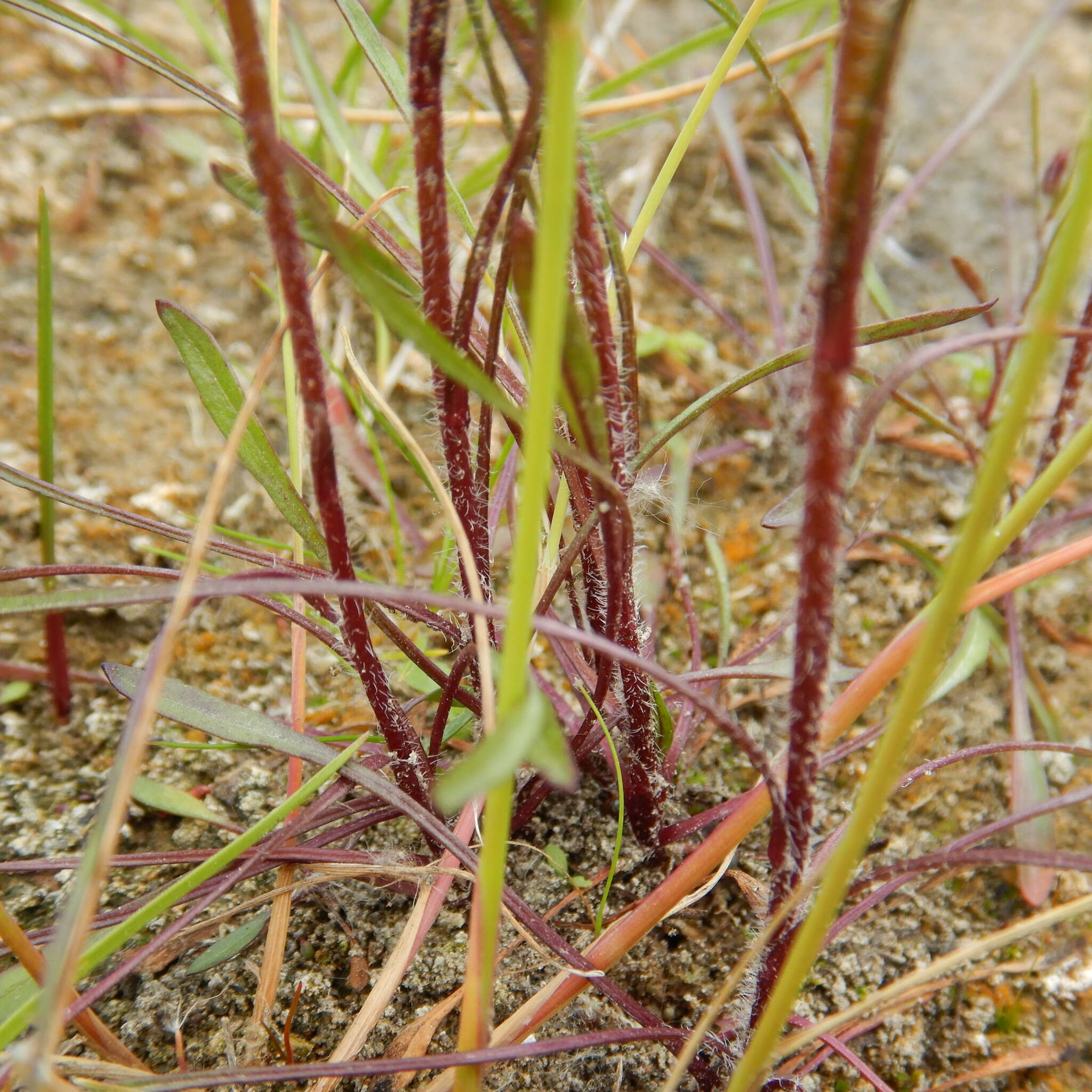 Image de Erigeron lonchophyllus Hook.