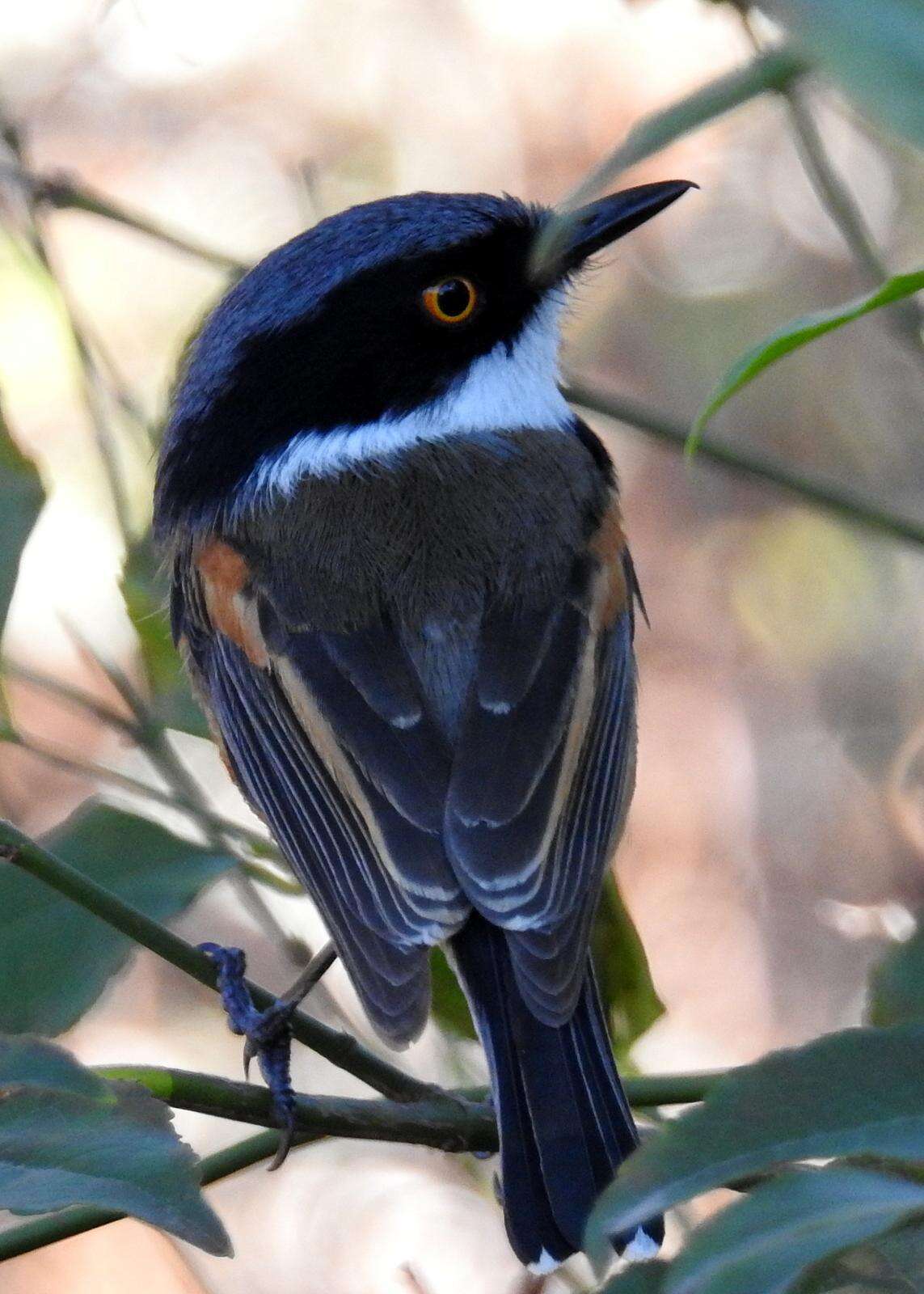 Image of Batis capensis capensis (Linnaeus 1766)