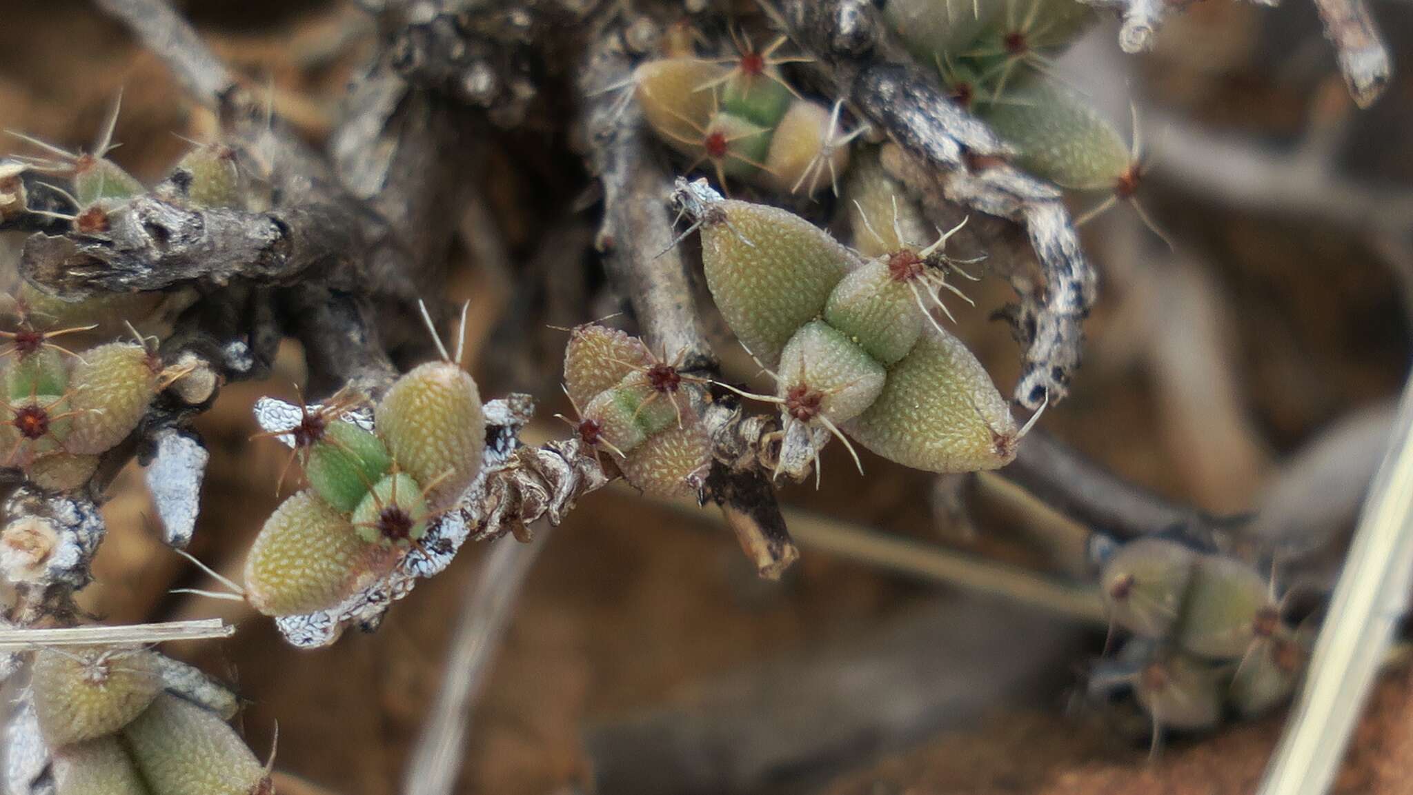 Image of Trichodiadema rogersiae L. Bol.