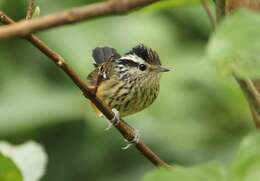 Image of Ochre-rumped Antbird