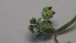 Image of wingnut cryptantha