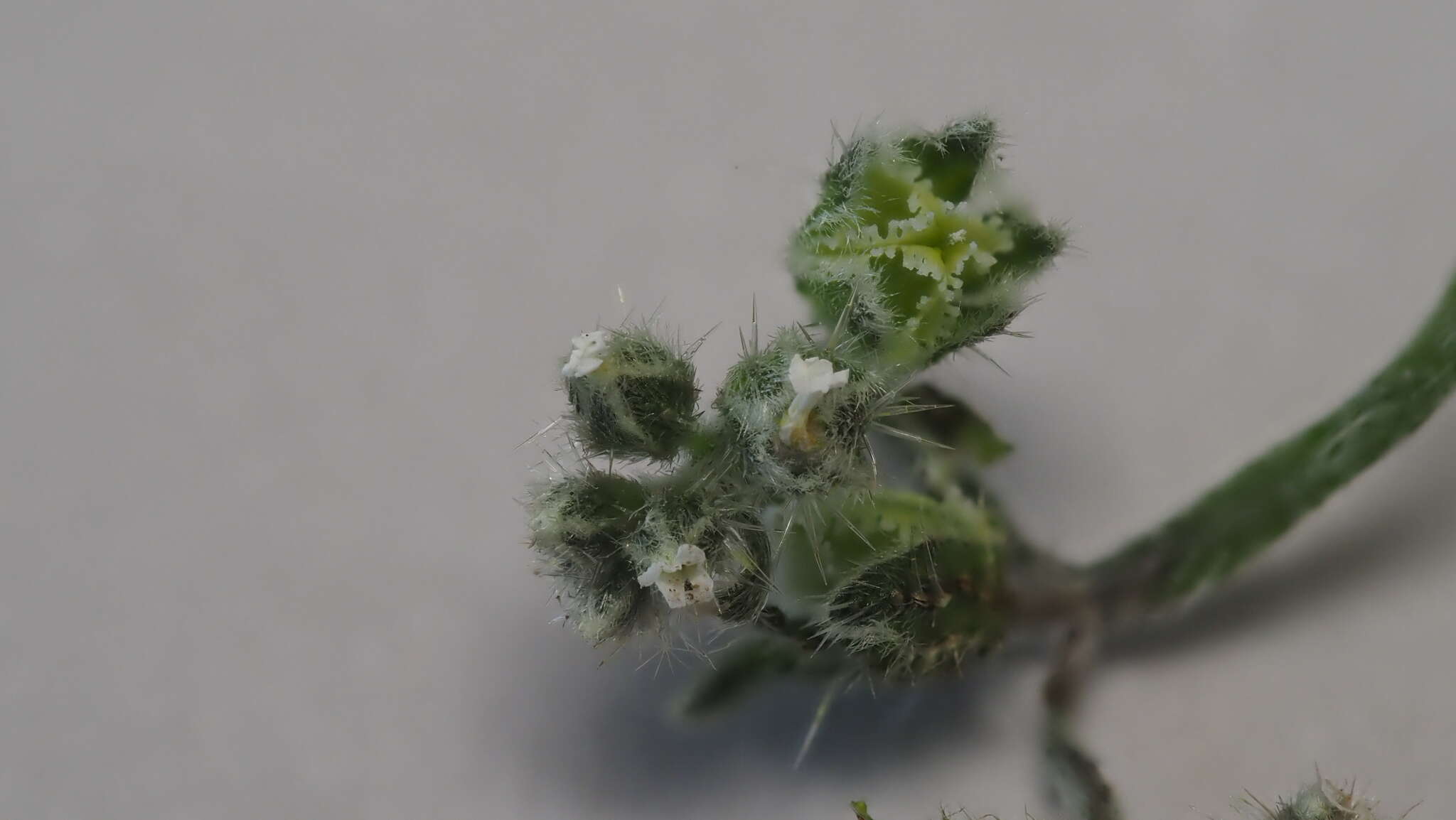 Image of wingnut cryptantha