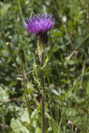 Imagem de Cirsium simplex C. A. Mey.