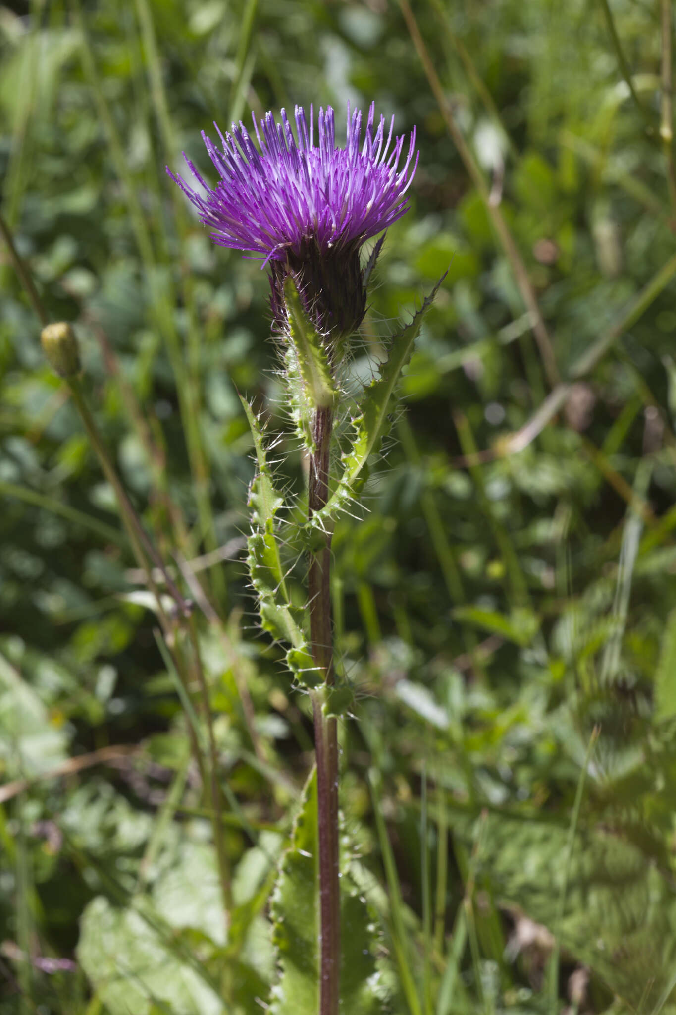 Imagem de Cirsium simplex C. A. Mey.