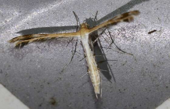 Image of Plume moth