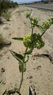 Asclepias erosa Torr.的圖片