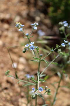 Image of Lappula barbata (M. Bieb.) Gürke