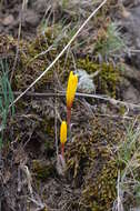 Image of Colchicum luteum Baker