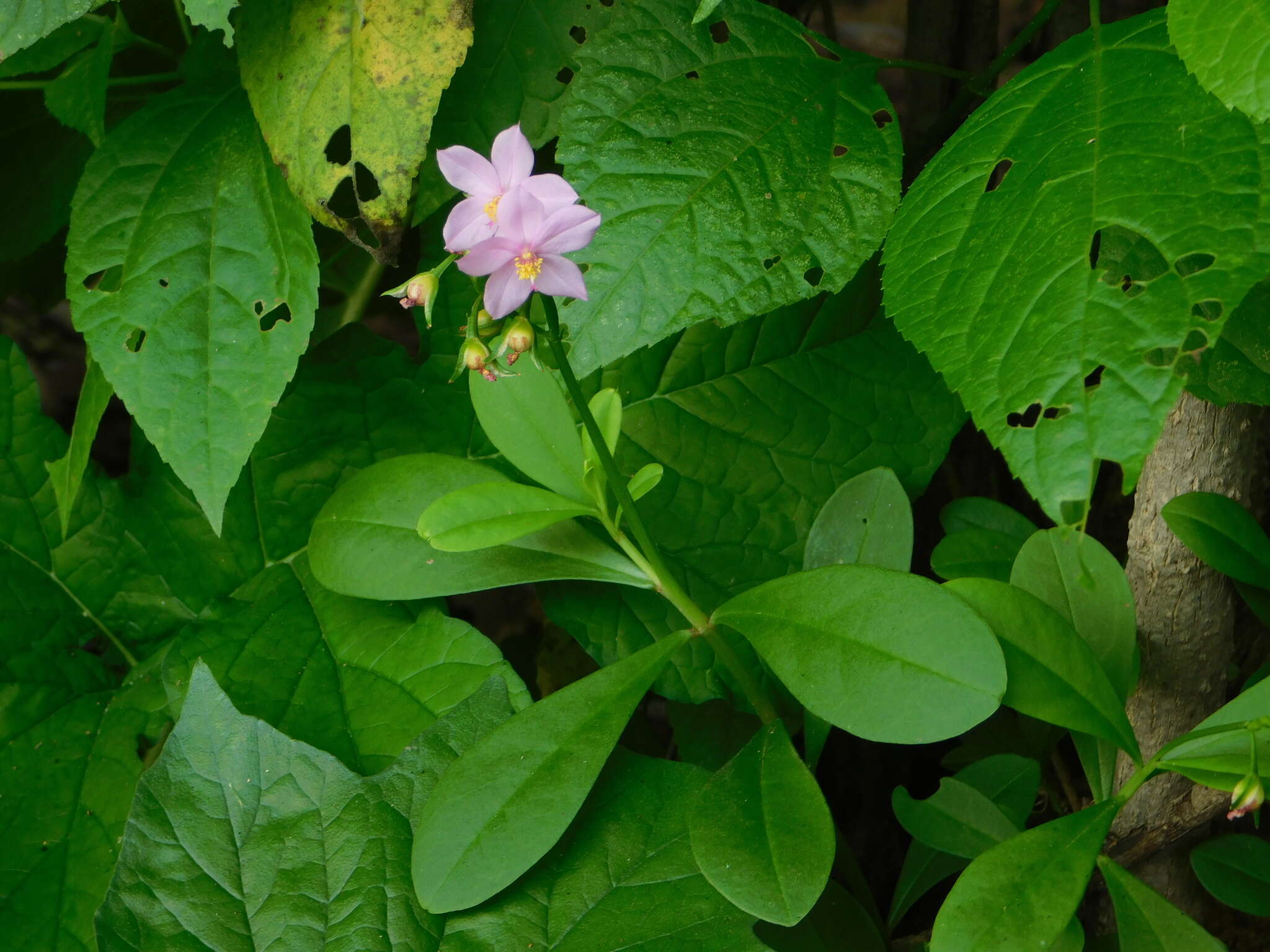 Image of Ceylon spinach