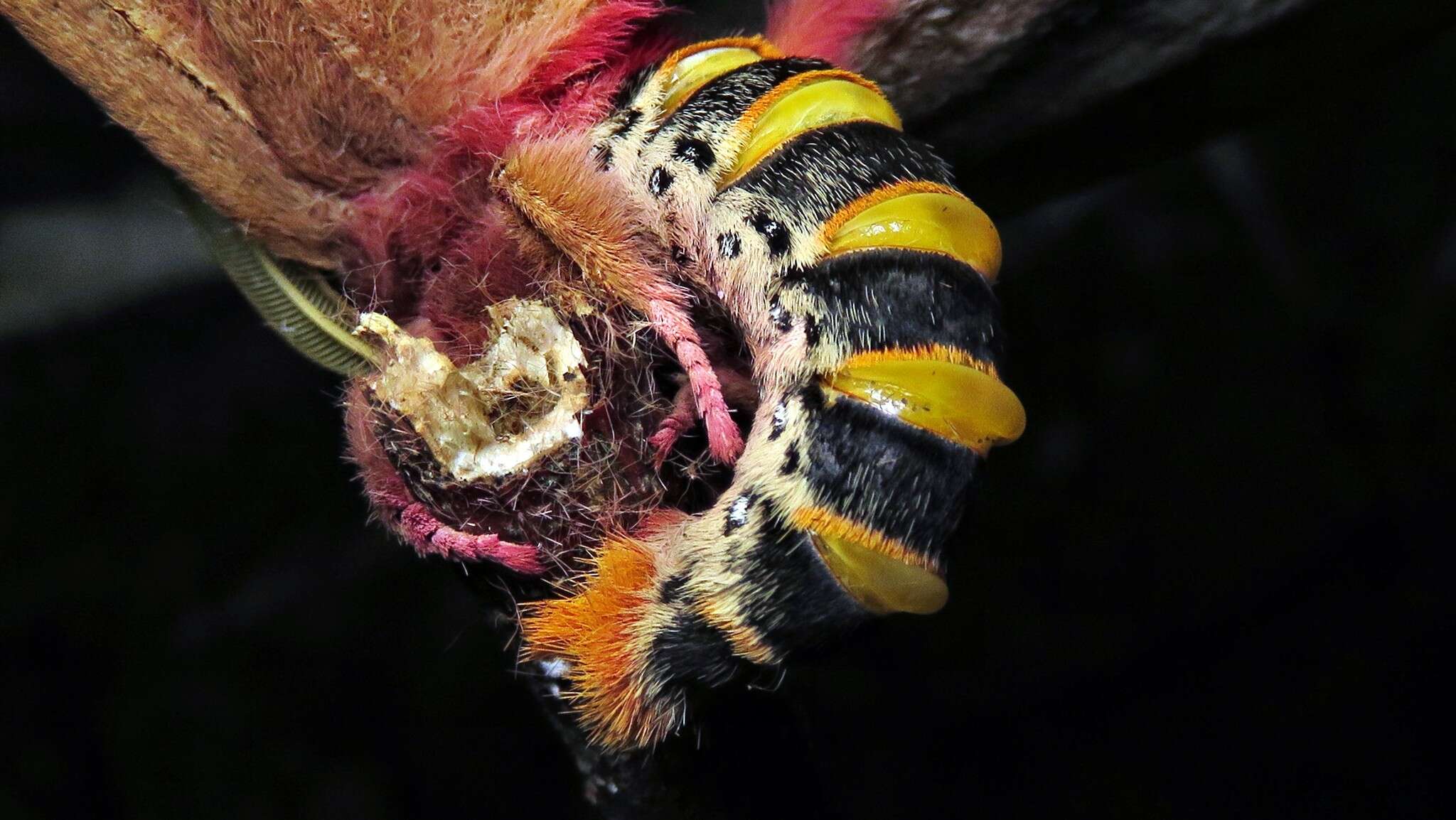 Image of Dirphiopsis multicolor (Walker 1855)