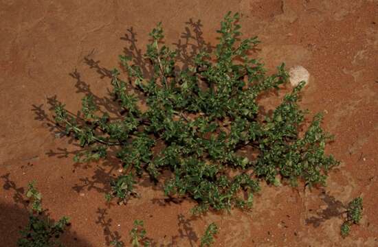 Image of Roepera similis (H. Eichler) Beier & Thulin