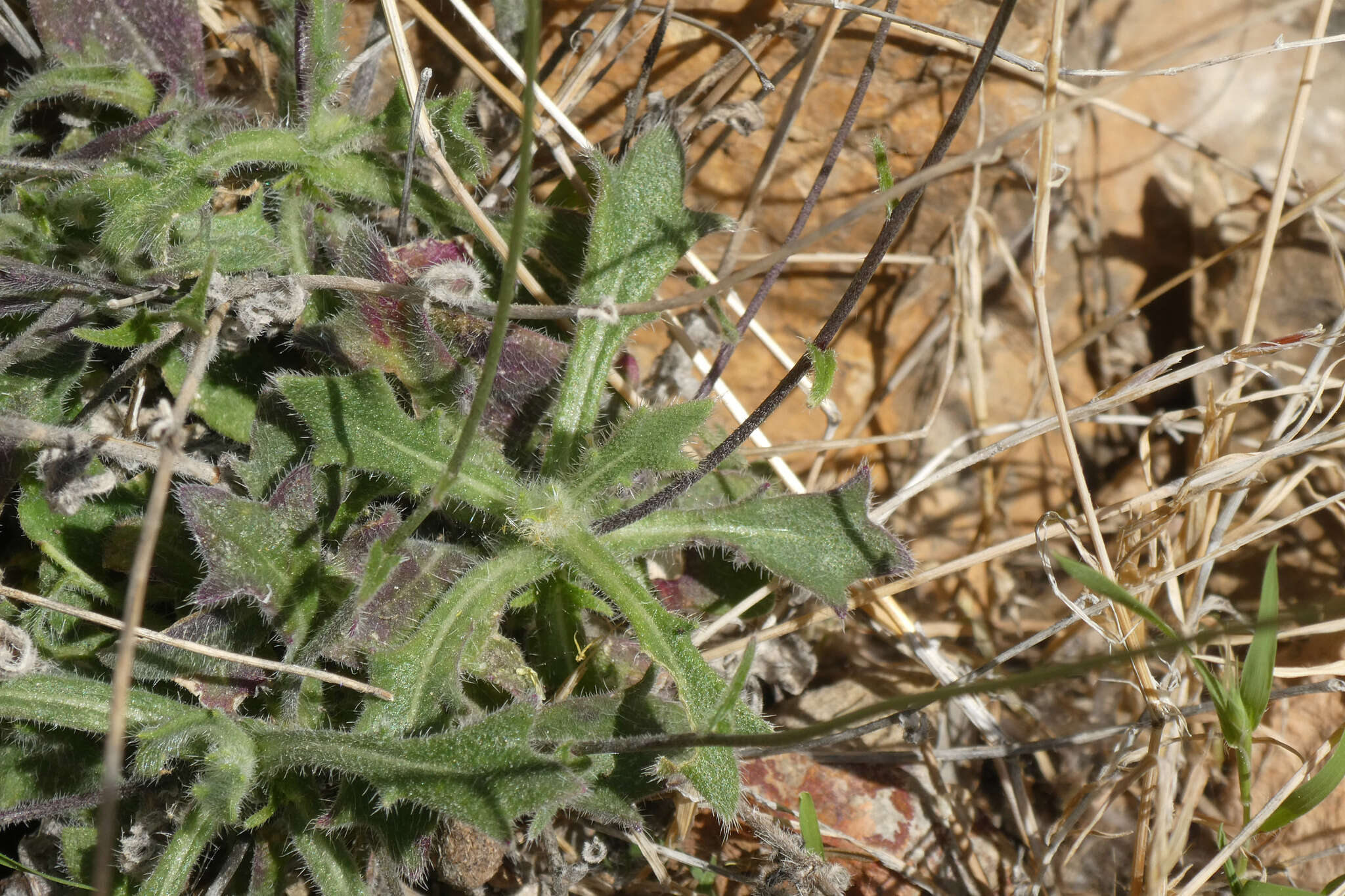 Image of Biscutella fontqueri Guinea & Heywood