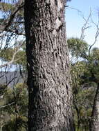 Image of Eucalyptus goniocalyx subsp. goniocalyx