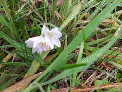 Image of Ixia orientalis L. Bolus