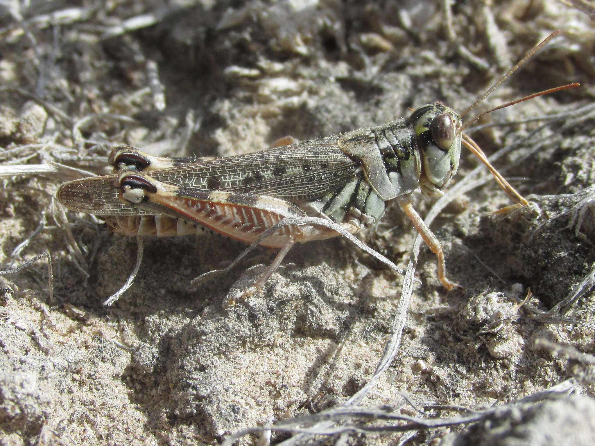 Image de Melanoplus occidentalis (Thomas & C. 1872)