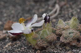 Image of Nototriche turritella A. W. Hill