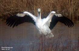 Image of Japanese White Stork