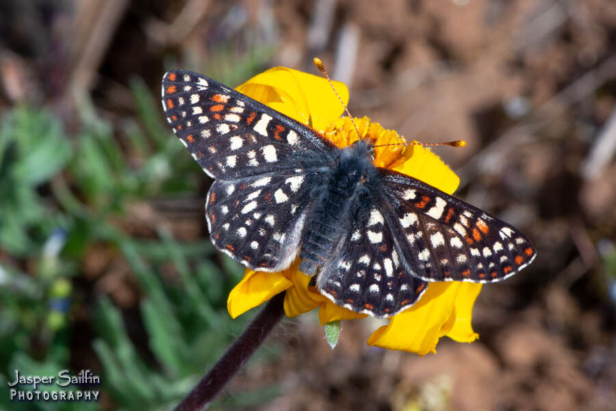 Euphydryas anicia veazieae Fender & Jewett 1953的圖片