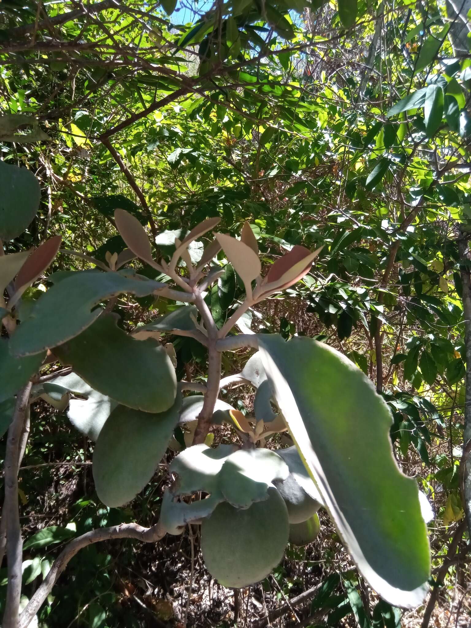 Image of Kalanchoe orgyalis Baker