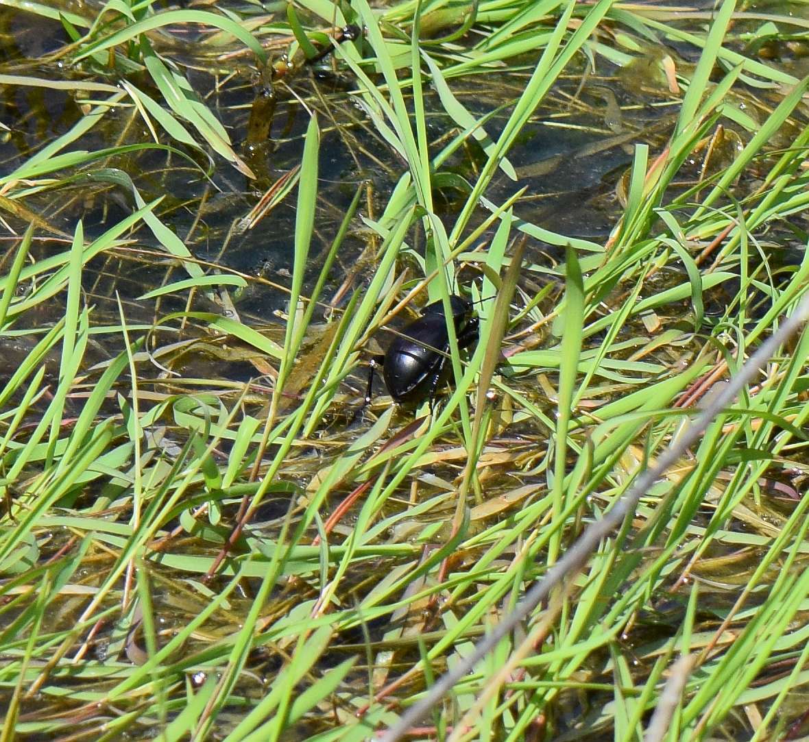 Image of Calosoma (Blaptosoma) laeve Dejean 1826