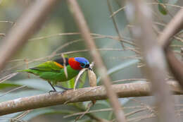 Image of Red-necked Tanager