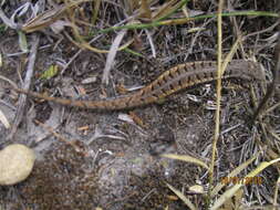 Imagem de Sceloporus jalapae Günther 1890