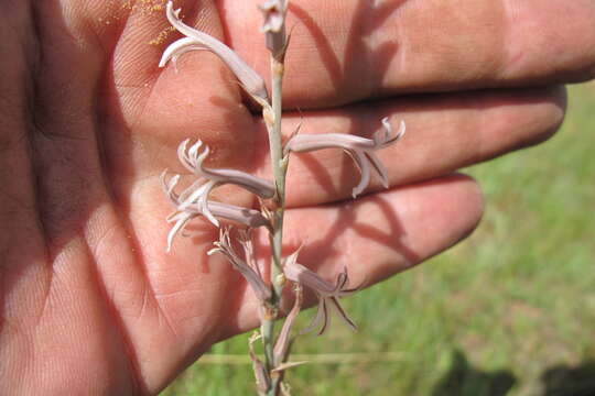 Image of Aloe bergeriana (Dinter) Boatwr. & J. C. Manning