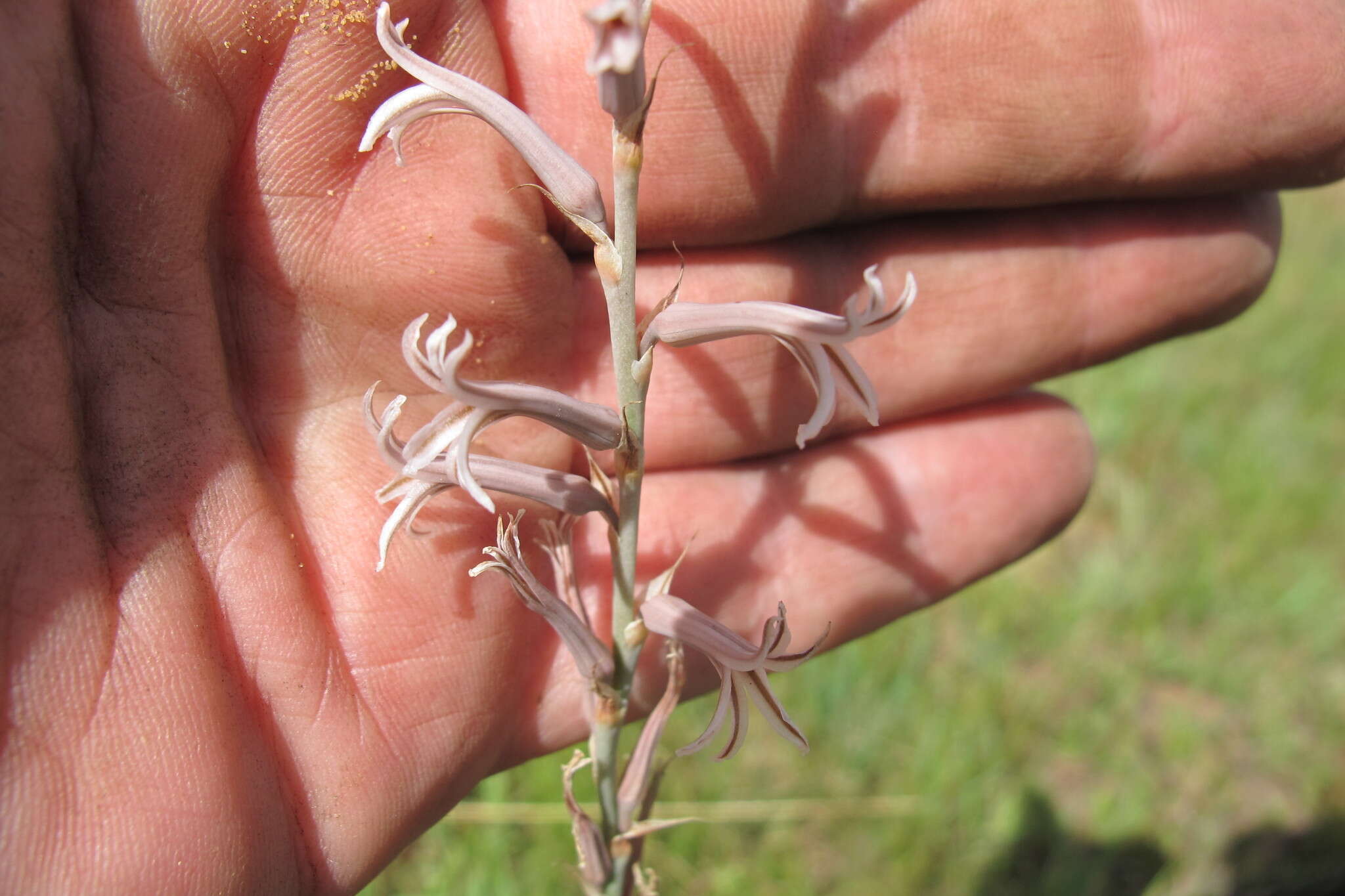 Plancia ëd Aloe bergeriana (Dinter) Boatwr. & J. C. Manning