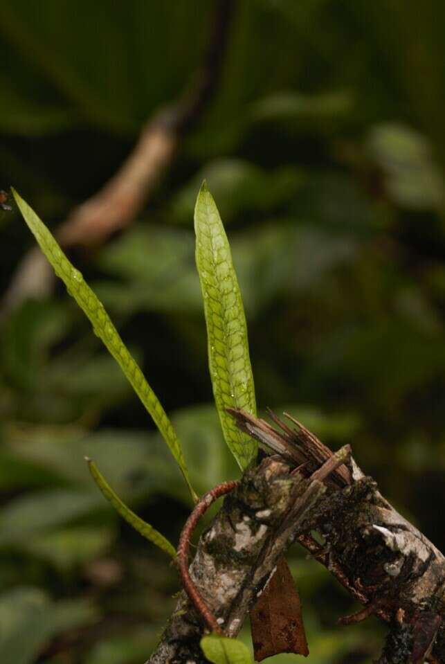 Microgramma lycopodioides (L.) Copel. resmi