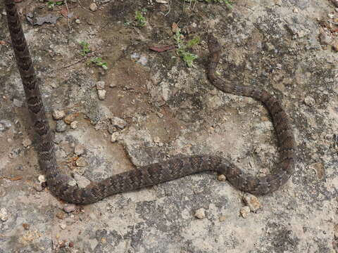 Image of Mexican Lyre Snake